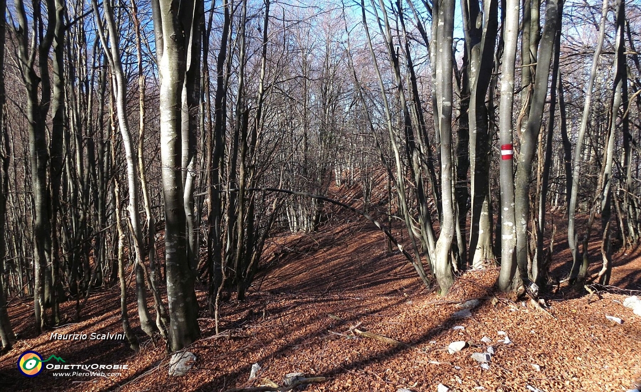 46 Mi rituffo nel bosco....JPG